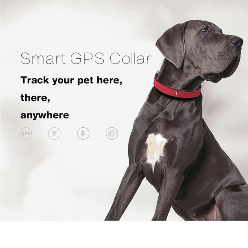Outdoor WiFi Indoor Tracking EV202 Waterproof Long Battery Life Smart Pet Dog GPS Tracker 